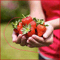 Выращивание клубники ягоды, заработать на выращивании клубники